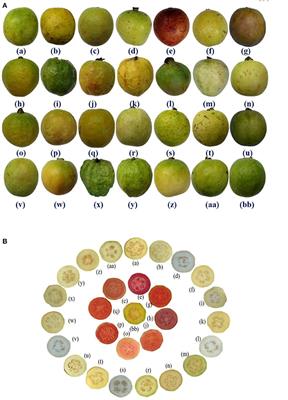 Assessing the genetic diversity of guava germplasm characterized by morpho-biochemical traits